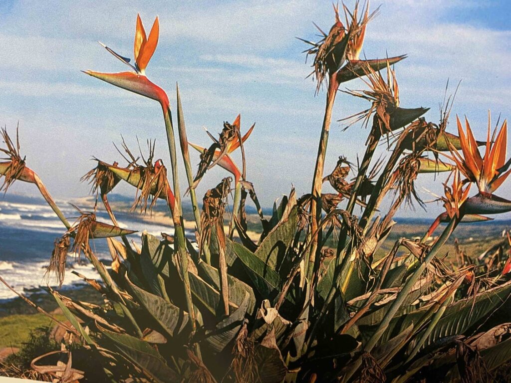 潮風をまともに受けるフラーズ・ベイの丘。